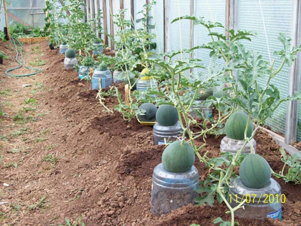 Секреты выращивания арбузов в теплице от опытных агрономов