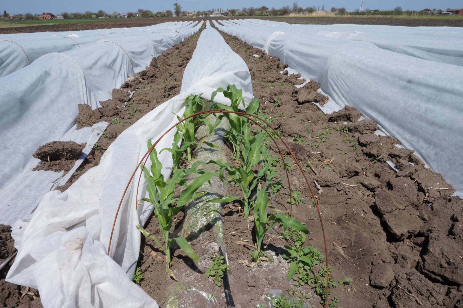 Кукуруза выращивание и уход в открытом грунте, урожайность, технология возделывания