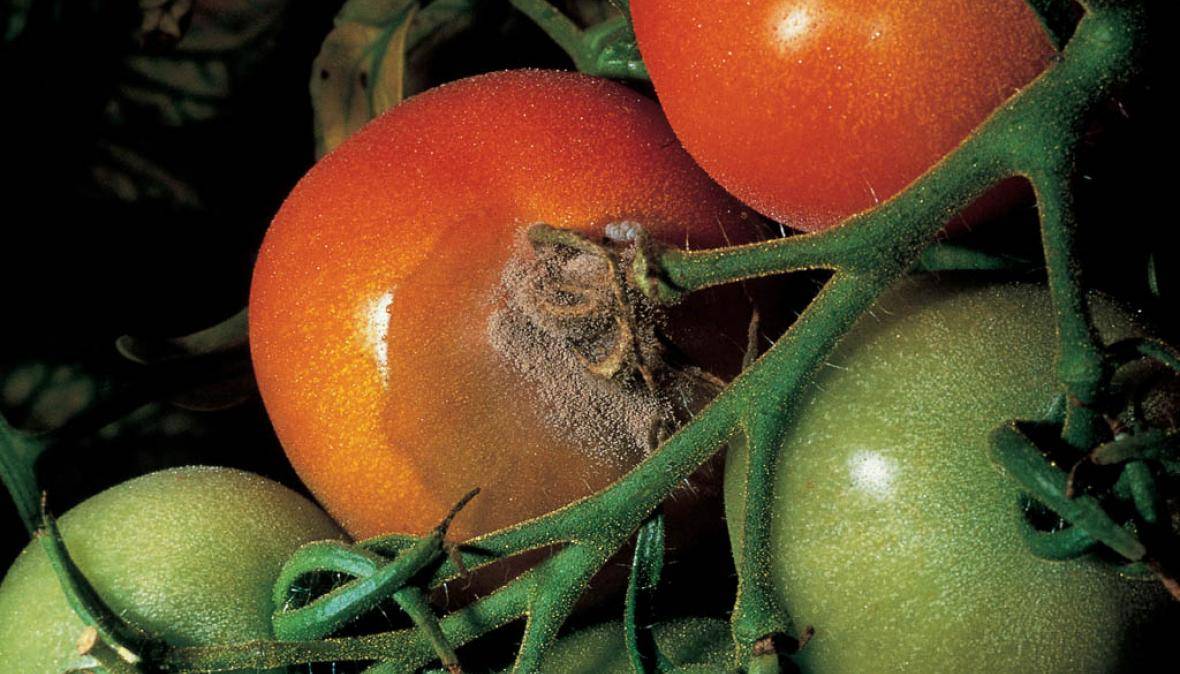 Поражение томатов серой гнилью и борьба с заболеванием