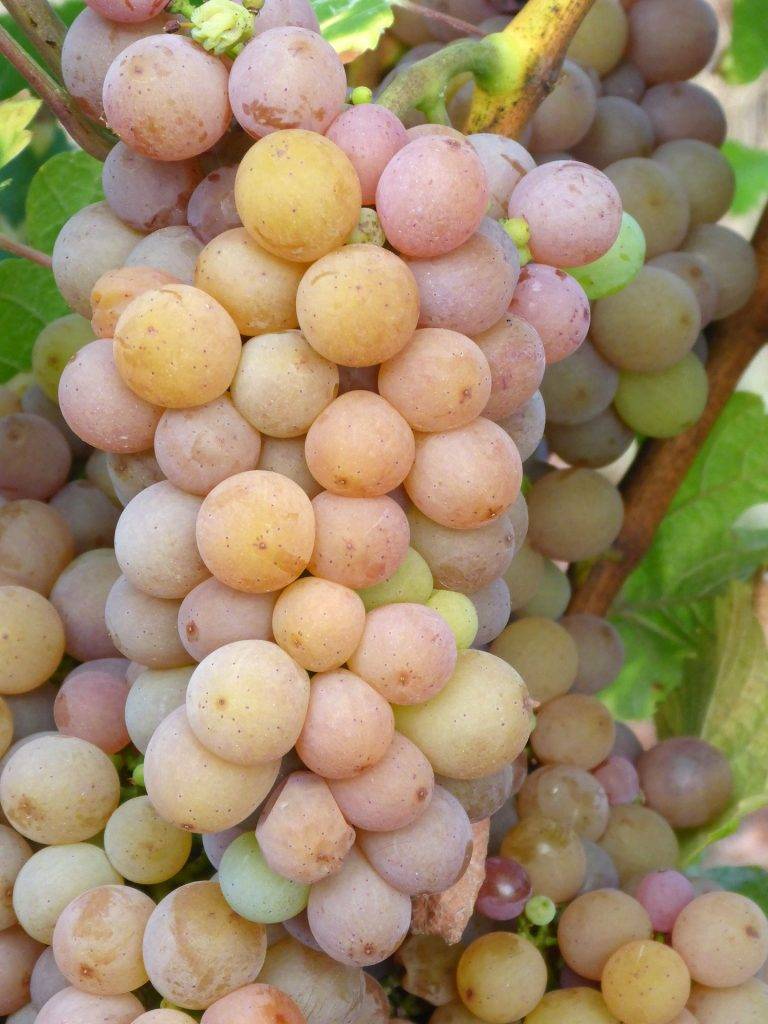 Pinot (пино гриджио, гри, фран, блан) – вино и сорт винограда, описание