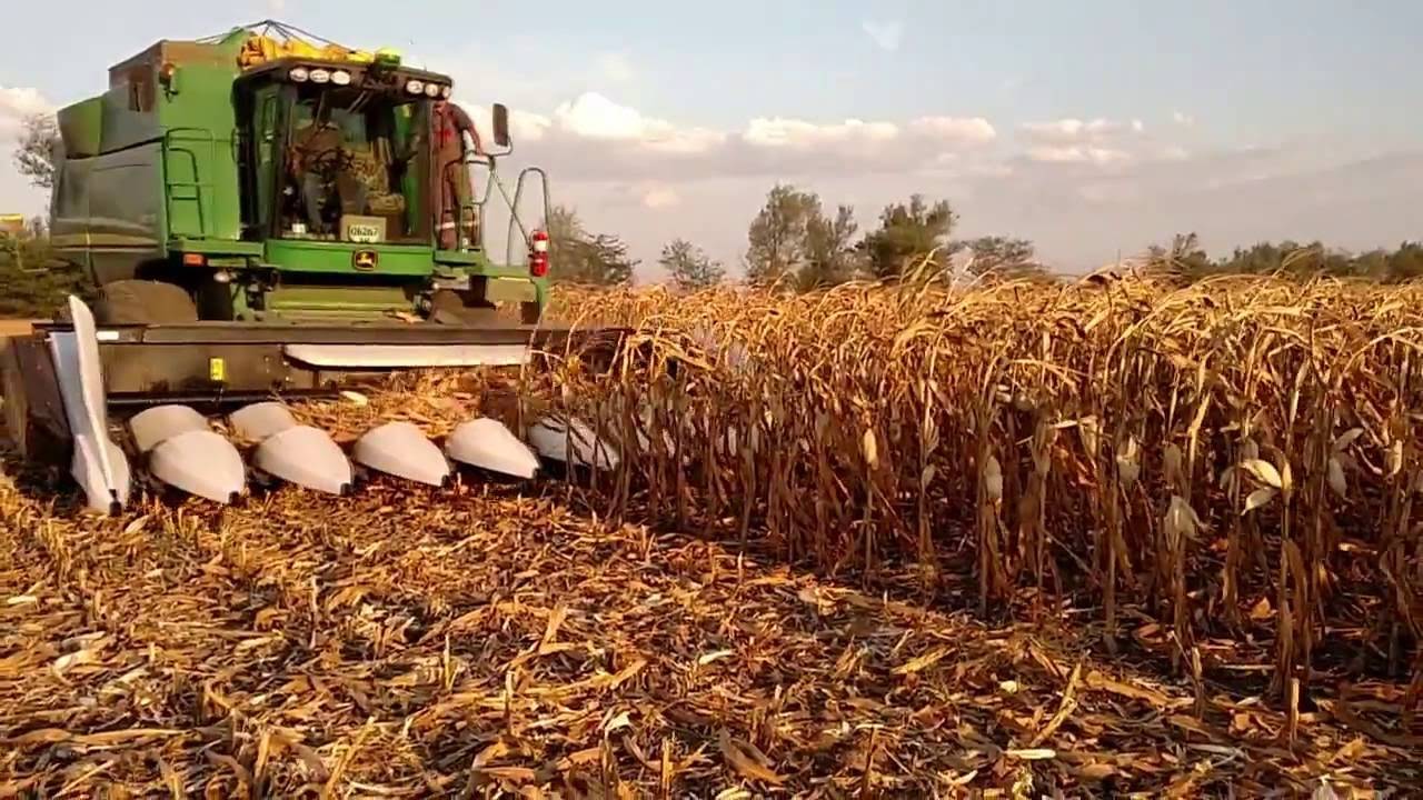 Кукурузные грядки: когда собирать урожай и как определить  зрелость початков