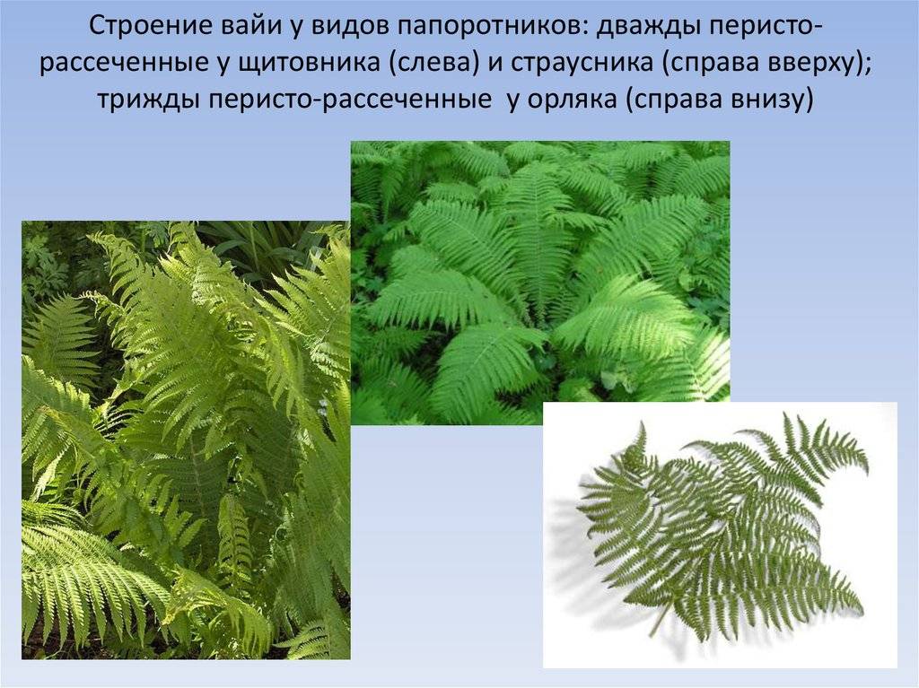 Приведите по три примера растений папоротниковидные. Вайи папоротника. Папоротник орляк строение. 3 Папоротниковидных растений. Отдел Папоротниковидные представители.