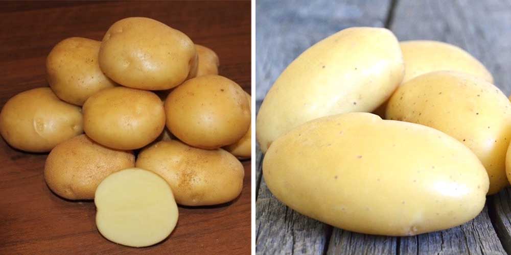 Чем хорош немецкий сорт картофеля «зекура»: описание, характеристика и отзывы