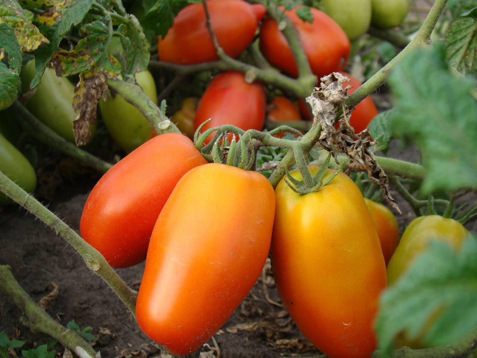 Любопытный представитель гибридов — томат перцевидный: описание сорта и характеристики
