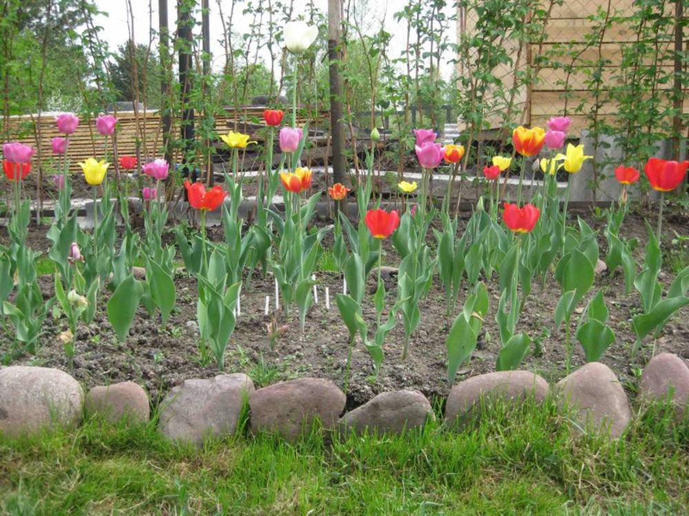 Тюльпаны в саду: посадка и уход, правильное размещение