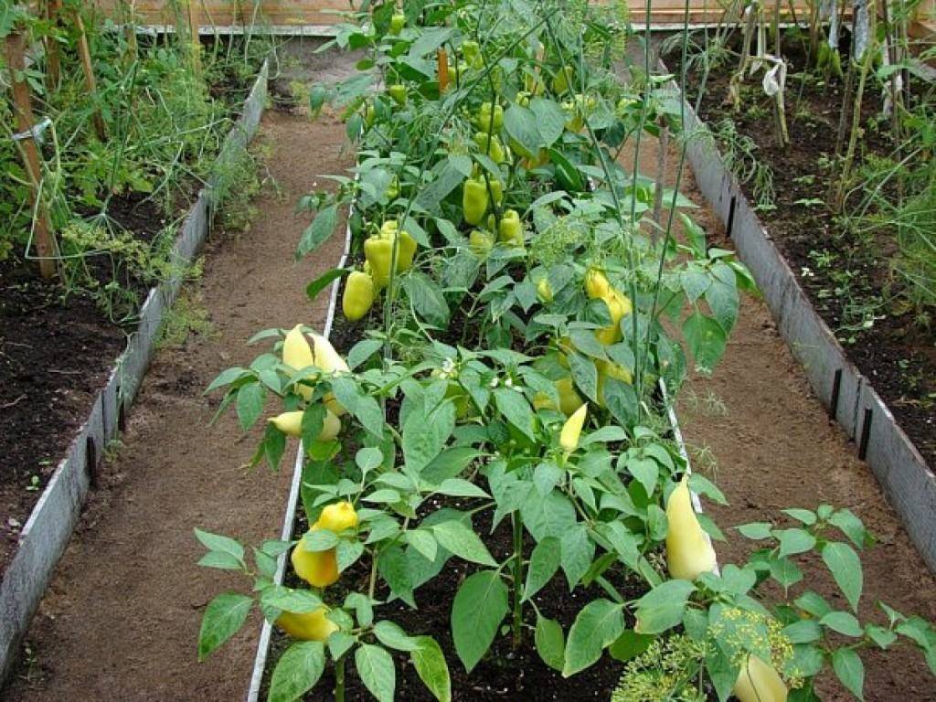 Выращивание перца в открытом грунте в подмосковье: лучшие сорта и правила ухода