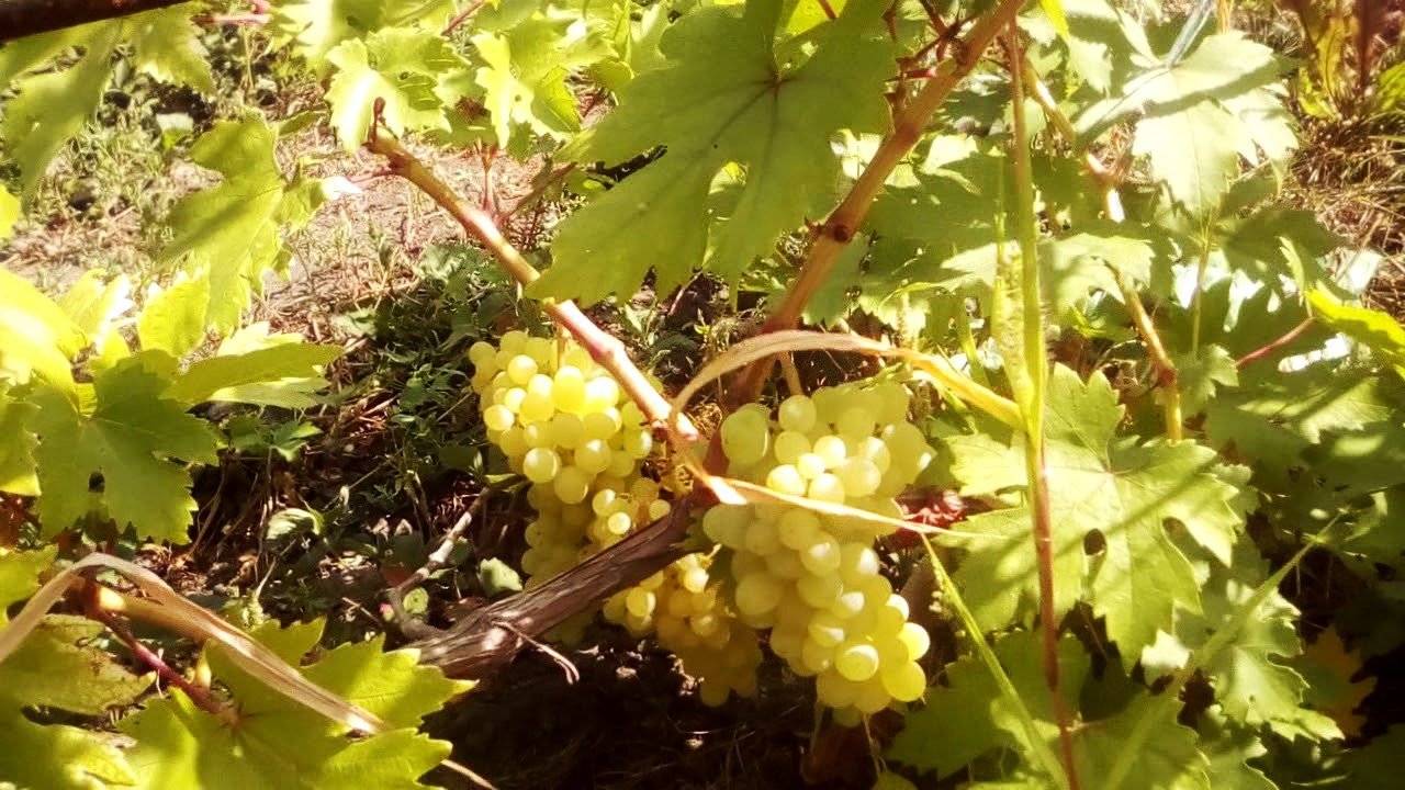 Виноград валек, отзывы о гибриде, его преимущества, особенности выращивания