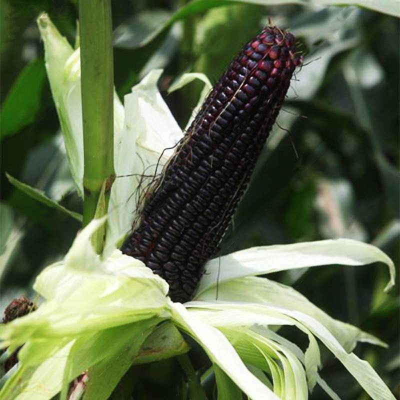 Кукуруза: польза и вред для организма человека, вареная