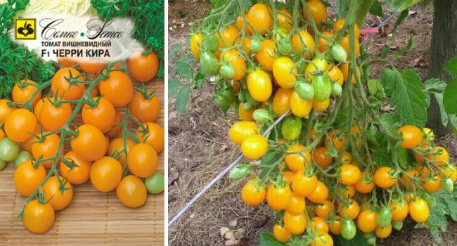 Сорта (помидор) томатов черри для выращивания на даче и дома - фермеры россии