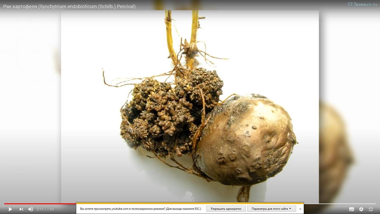 Рак картофеля: фото и опасность для человека