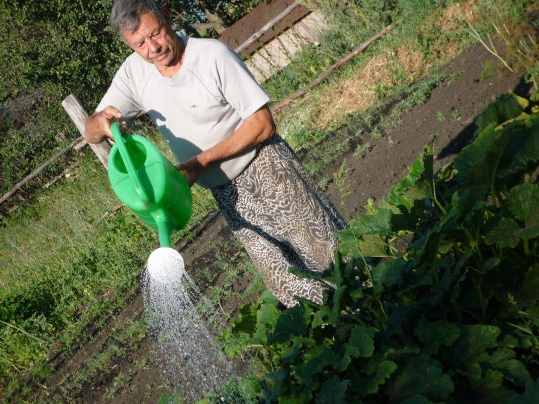 Как часто поливать кабачки в открытом грунте: после посадки, во время плодоношения, в жару