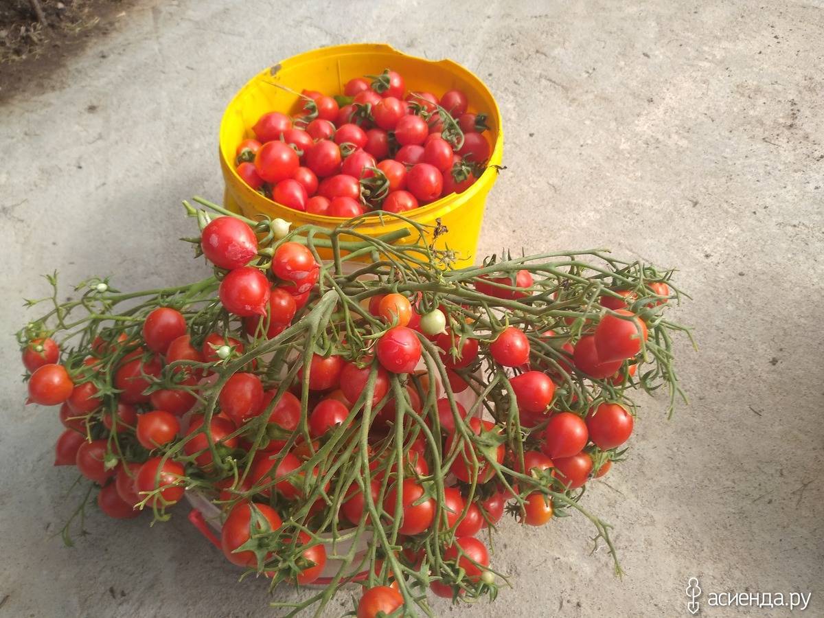 Томат «гераниум кисс»: описание сорта, характеристика и агротехника посадки, ухода и выращивания за помидором (фото)
