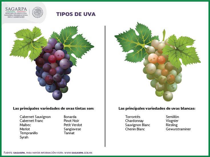 Виноград темпранильо: описание сорта, фото, отзывы