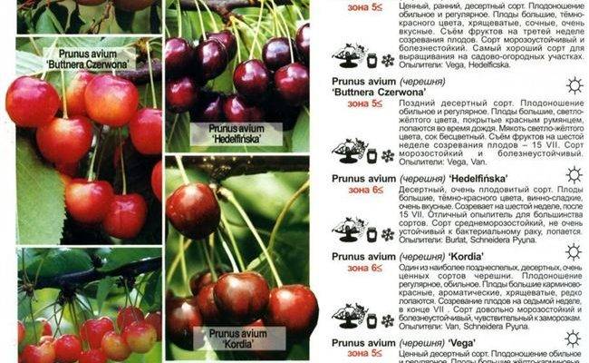 Слива светлячок: краткое описание сорта и фото плодов