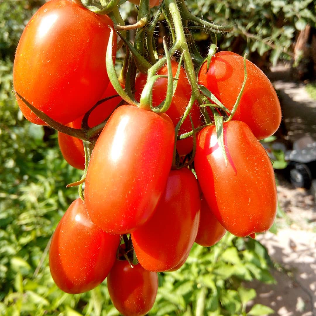 Лучшие сорта высокорослых томатов