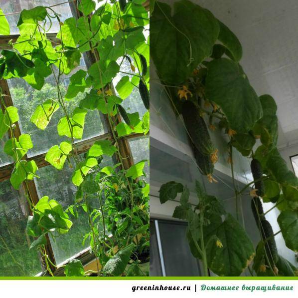 Выращивание огурцов на балконе: особенности, технология и советы специалистов