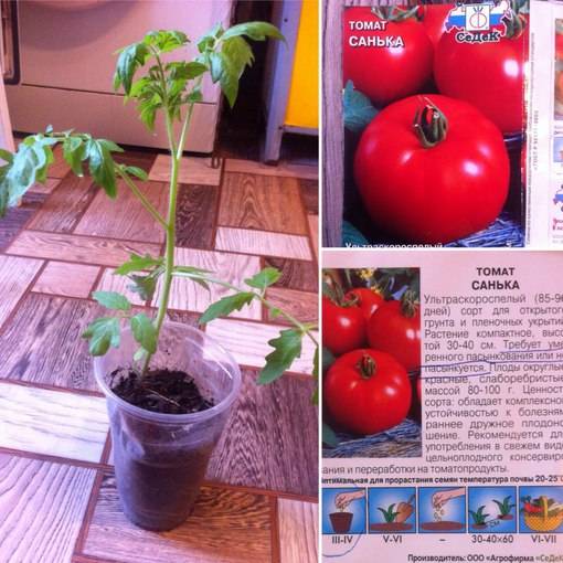 Устойчивый к похолоданиям, продуктивный томат