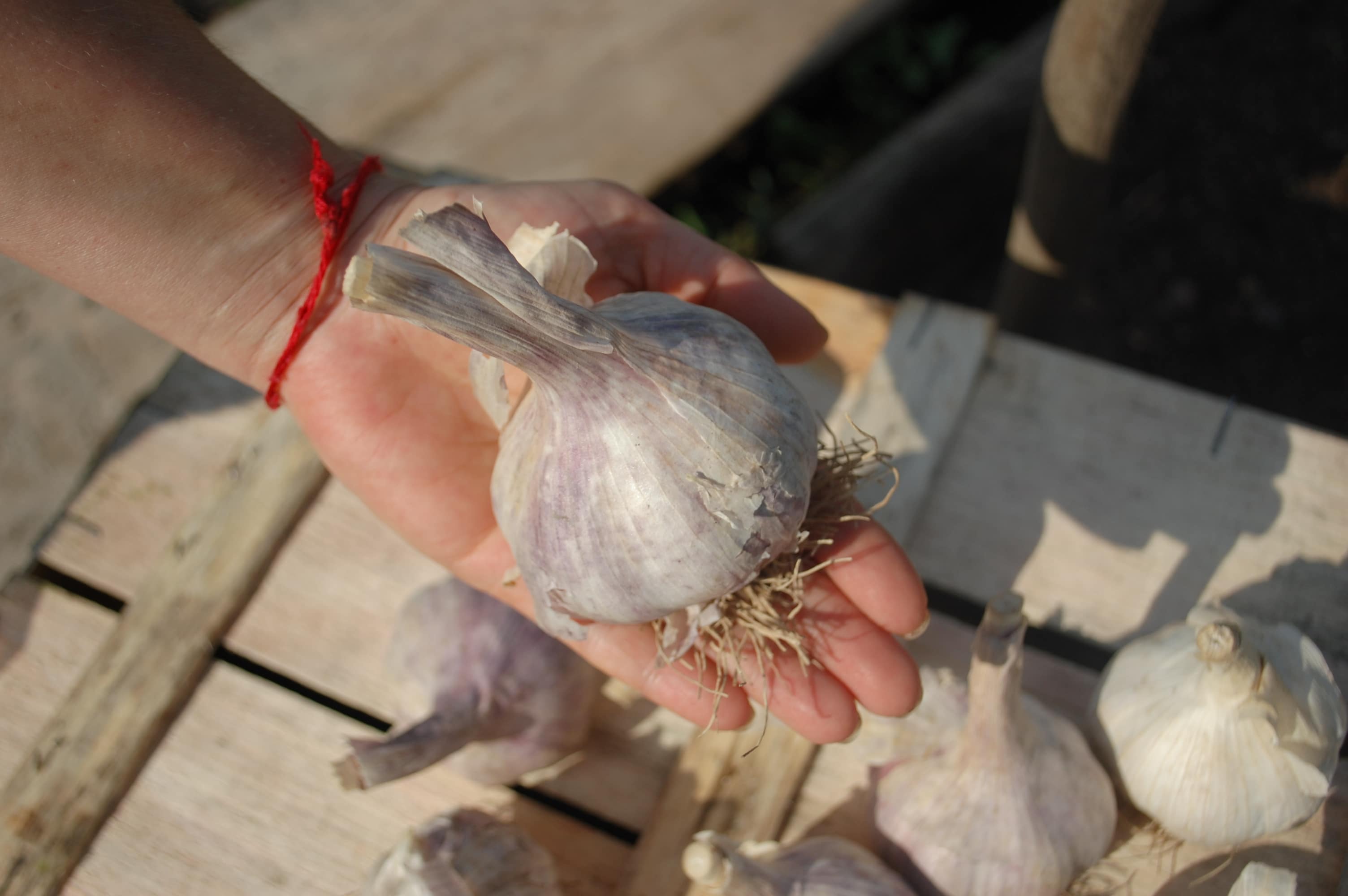 Сорт чеснока комсомолец – особенности посадки и выращивания