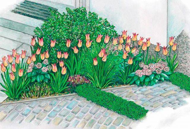 Как красиво посадить тюльпаны на участке + фото