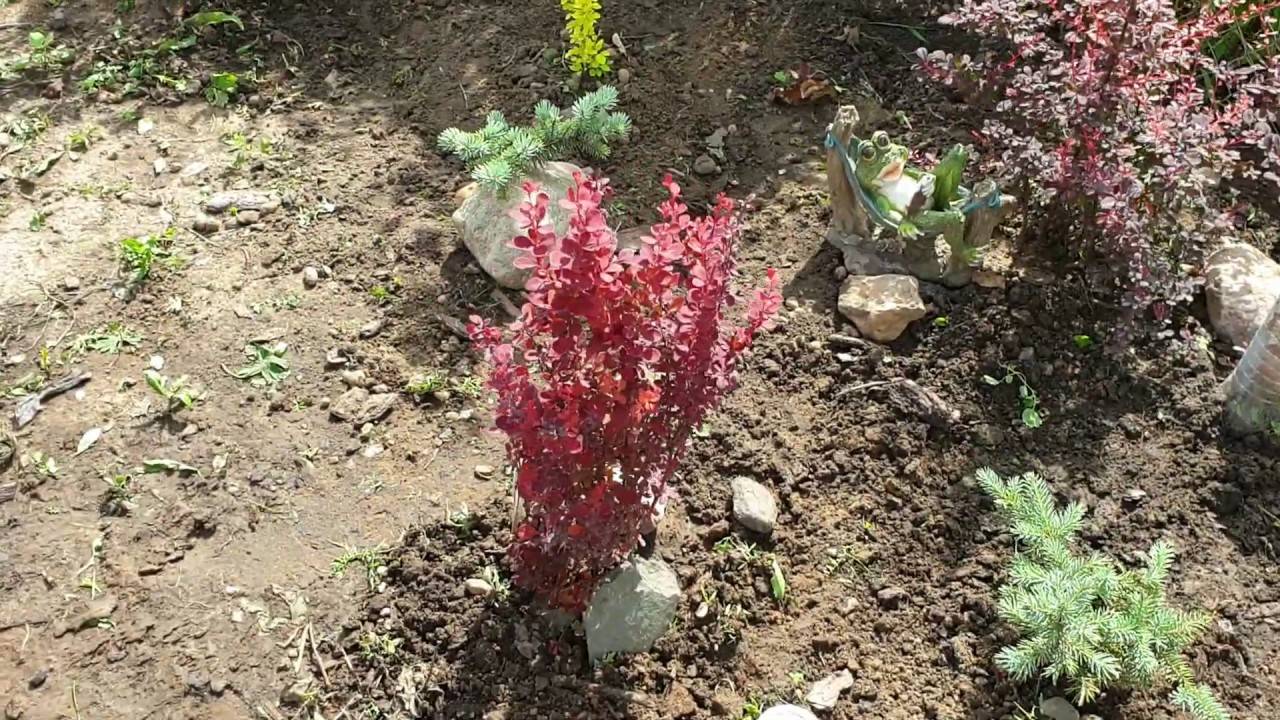 Посадка барбариса в открытый грунт весной и осенью: инструкция