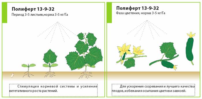 Схема подкормки огурцов