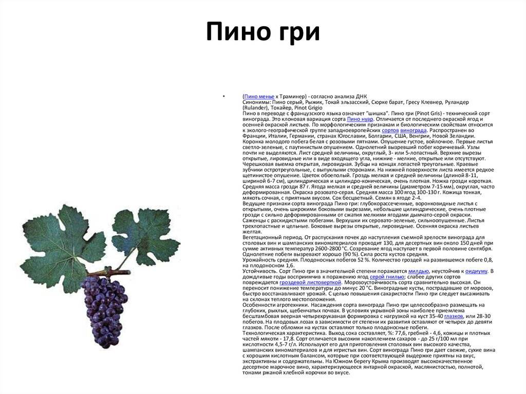 Виноград памяти дженеева (академик): описание, фото и отзывы