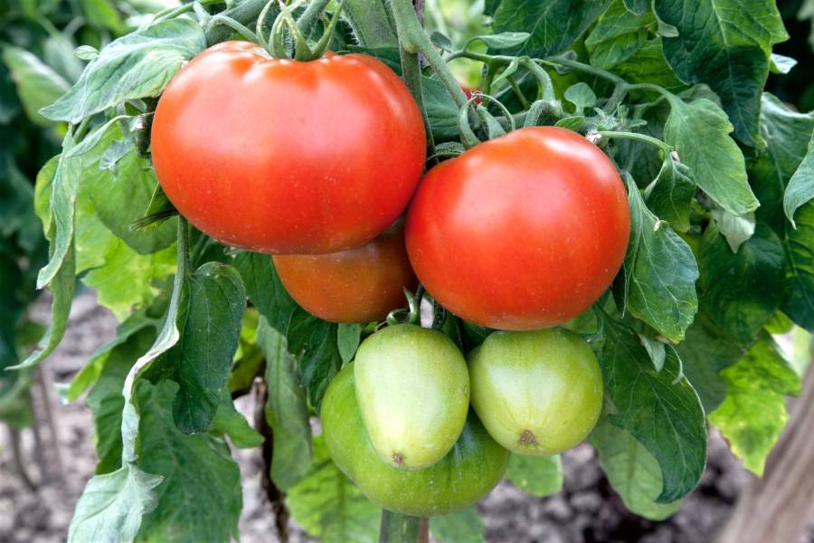 Томат «чемпион» f1: описание сорта, фото и рекомендации по выращиванию помидоры