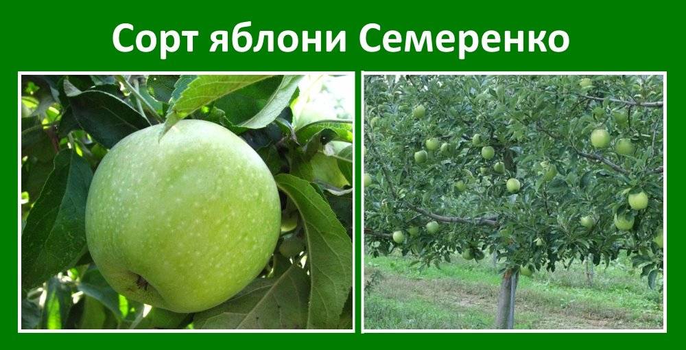 Яблоня симиренко: особенности сорта, условия ухода и выращивания
