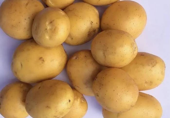 Сорт картофеля наташа: описание и фото, характеристика внешнего вида, особенности выращивания и ухода