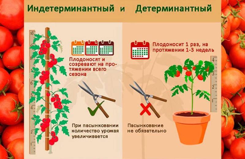 Лучшие сорта томатов для теплиц из поликарбоната в 2022 году | огородникам инфо
