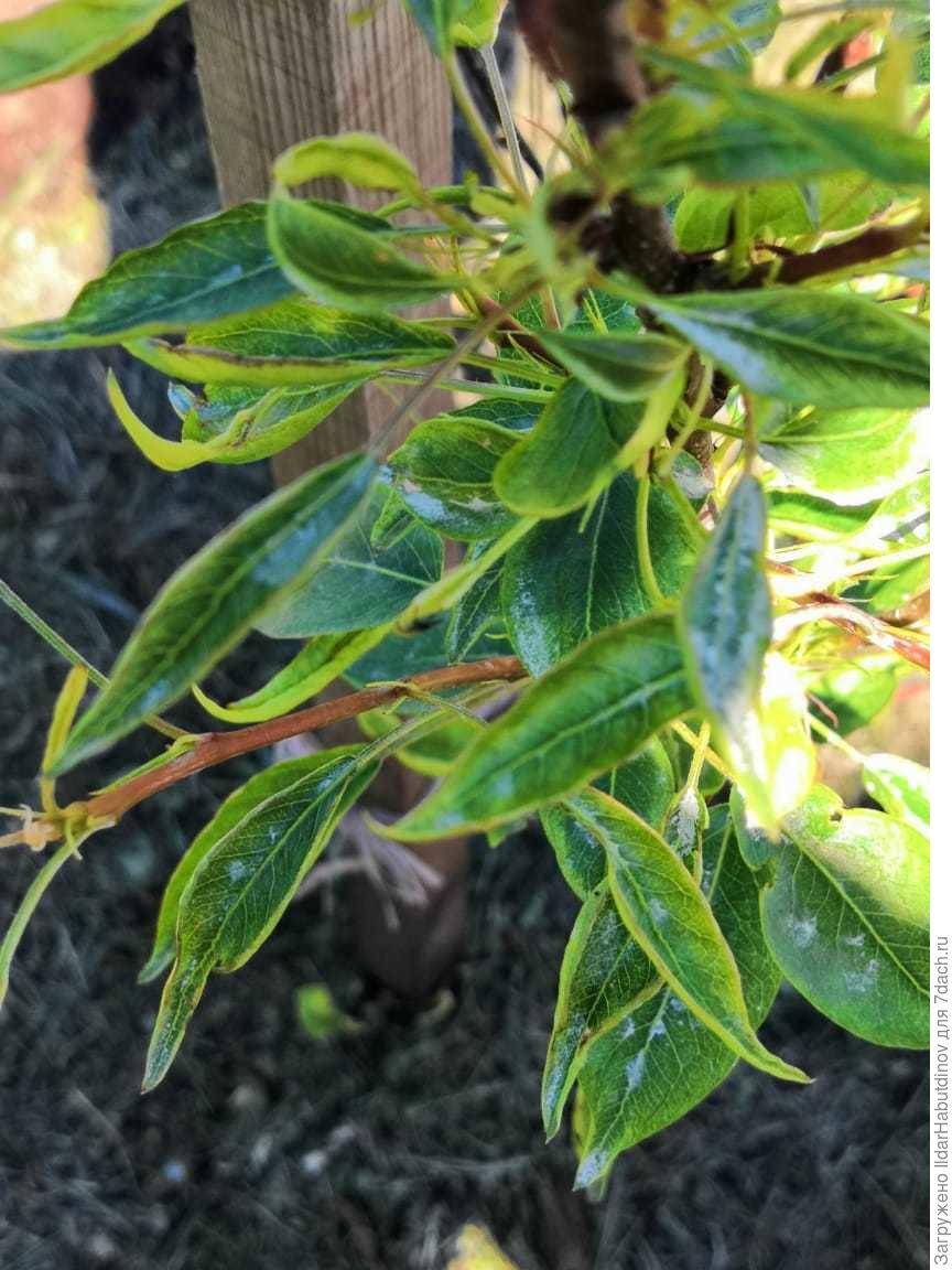 У груши скручиваются листья – причины и способы лечения [2019]