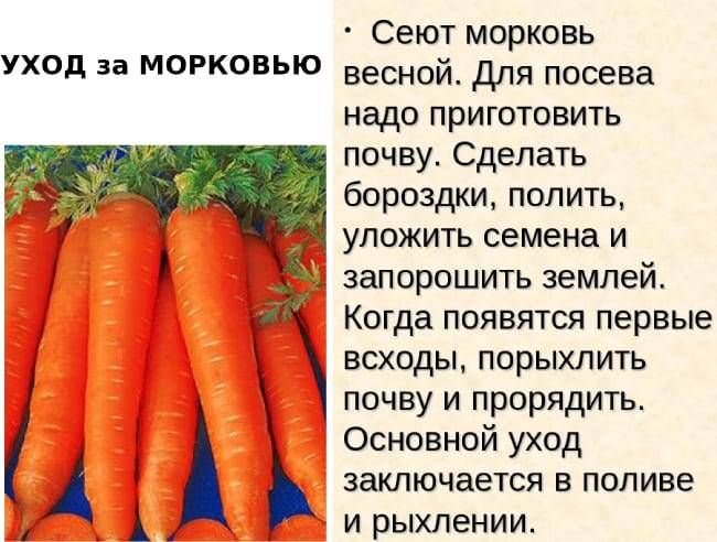 Полив моркови: как часто и чем