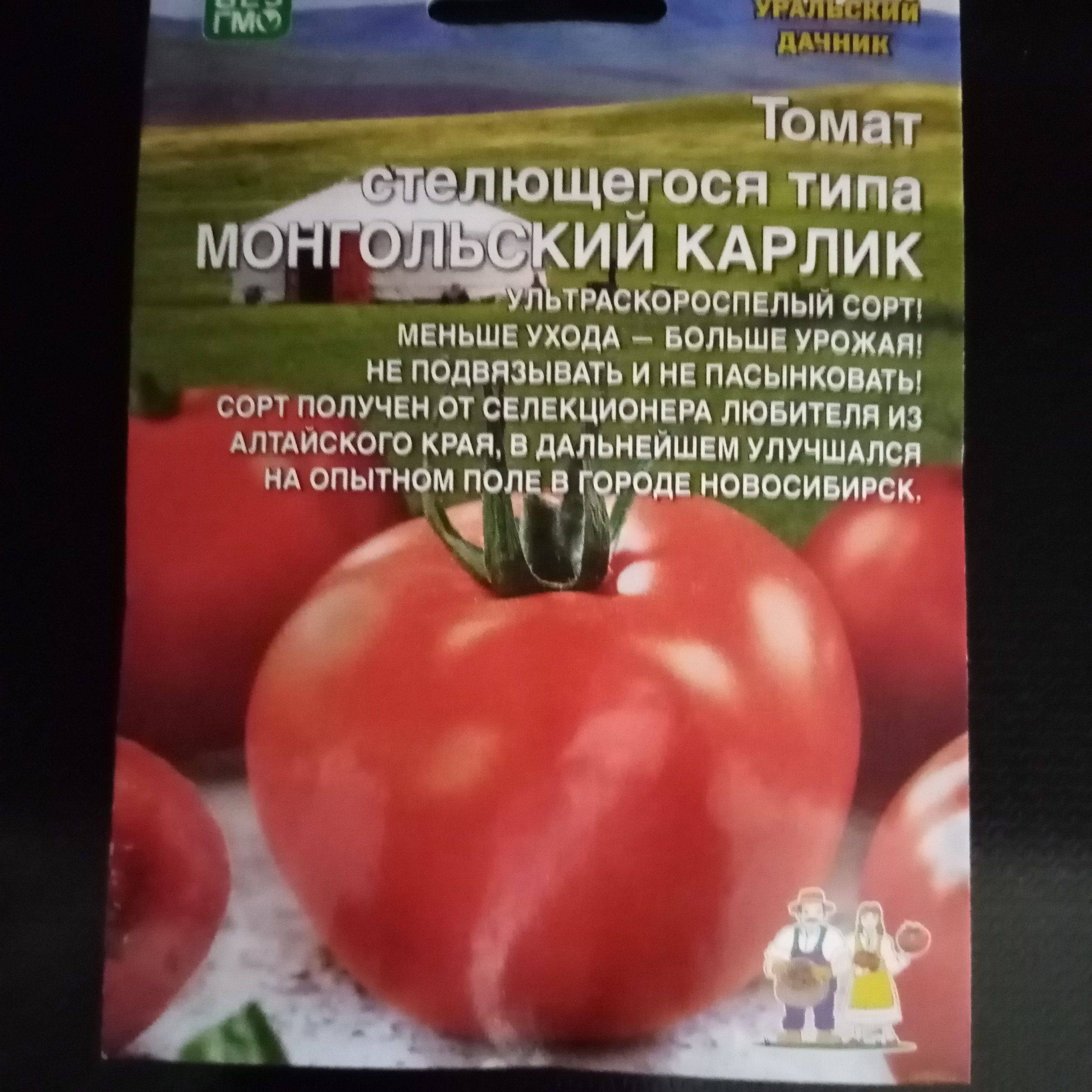 Монгол карлик томат описание и фото
