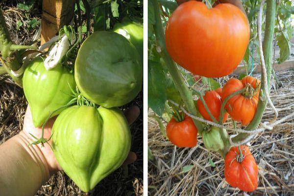 Томат оранжевое сердце: характеристика и описание сорта помидор