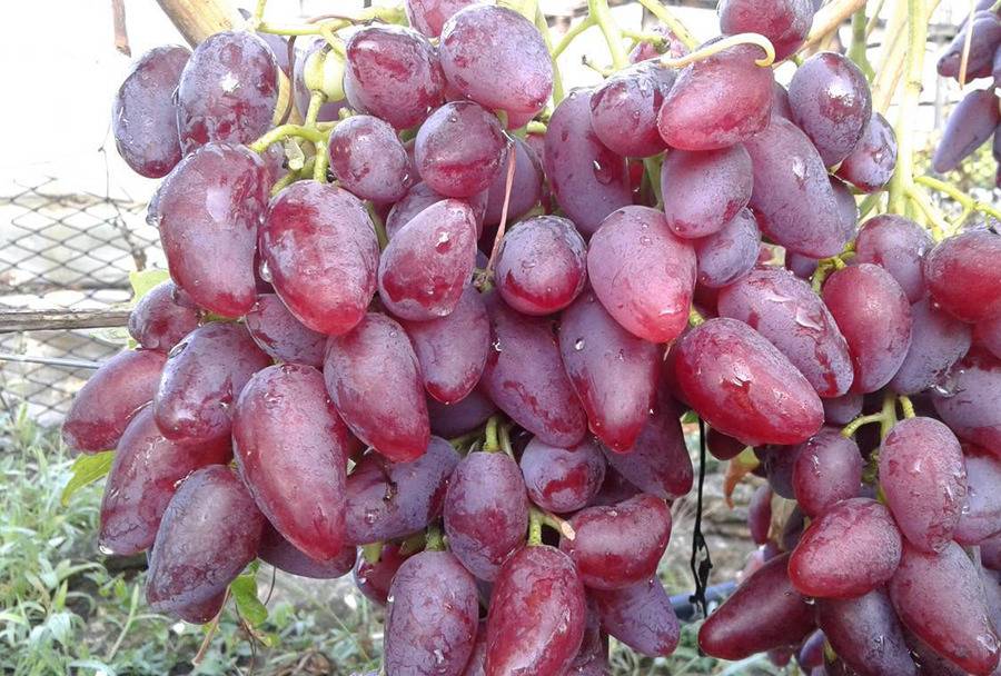 Описание сорта винограда дубовский розовый: фото и отзывы | vinograd-loza