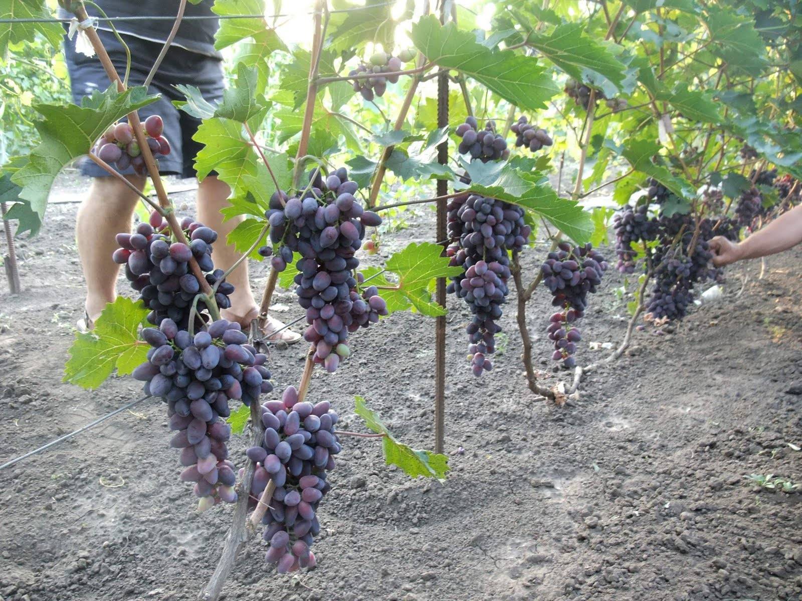 Девичий виноград: посадка и уход, пересадка вдоль забора, как вырастить