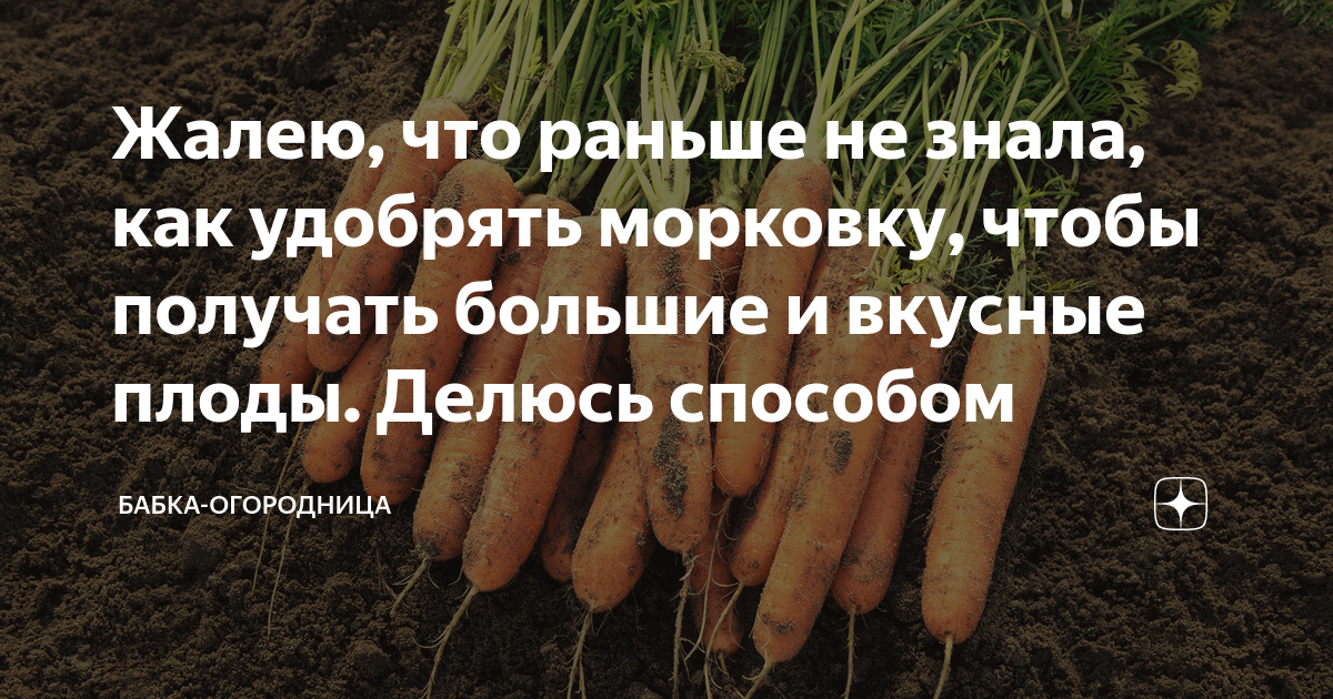 Чем подкормить морковь в августе: для роста и урожая