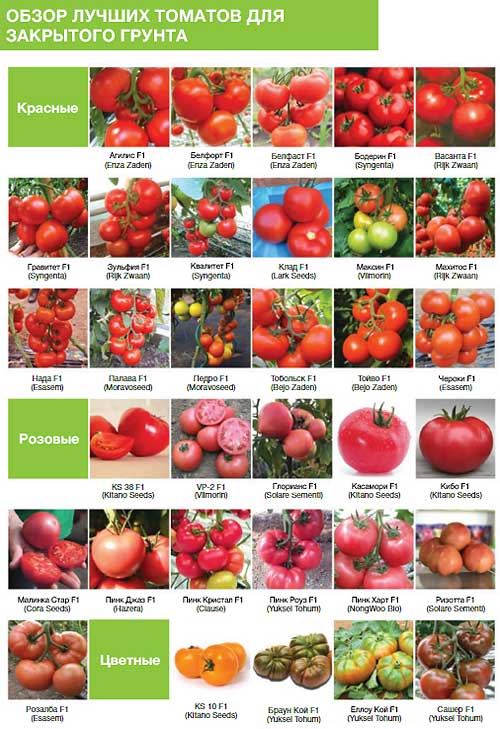 Лучшие сорта томатов - фото, названия и описания (каталог)