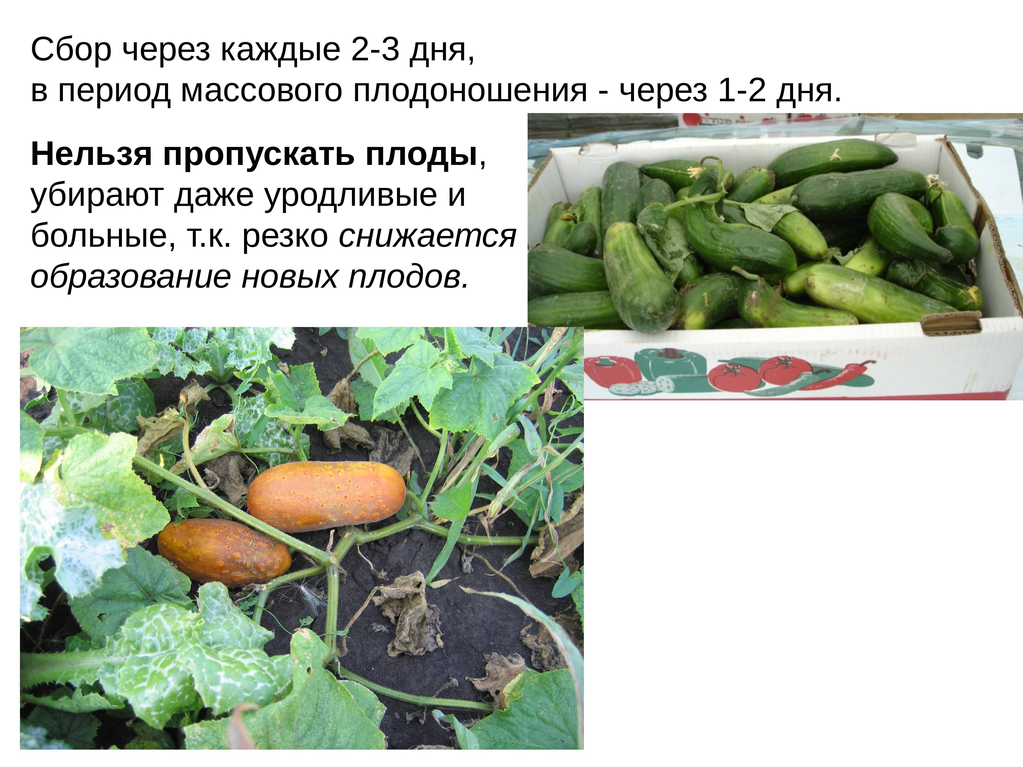 Выращивание огурцов в открытом грунте и теплице в ленинградской области и сорта