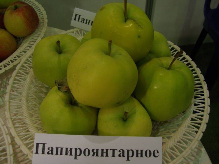 Папира янтарная яблоня описание фото