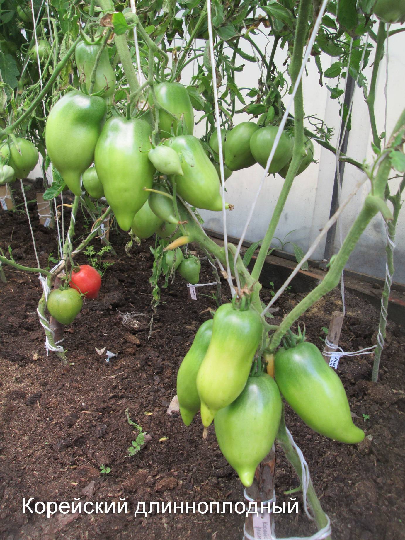 Высокорослые помидоры: лучшие сорта для открытого грунта, самые урожайные, названия и описание