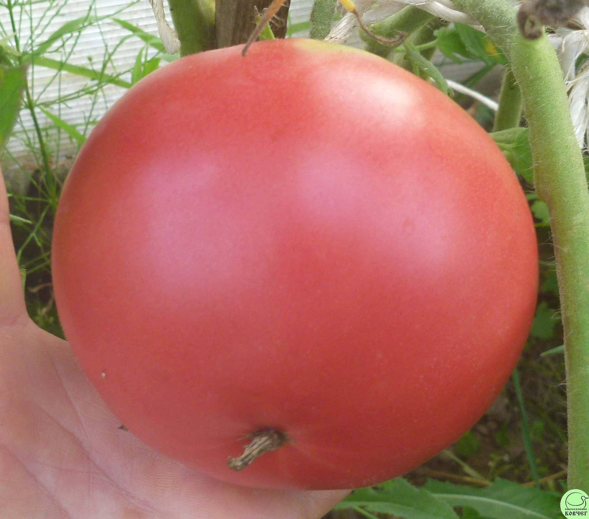 Описание сорта томата ваше благородие, особенности выращивания и ухода – дачные дела