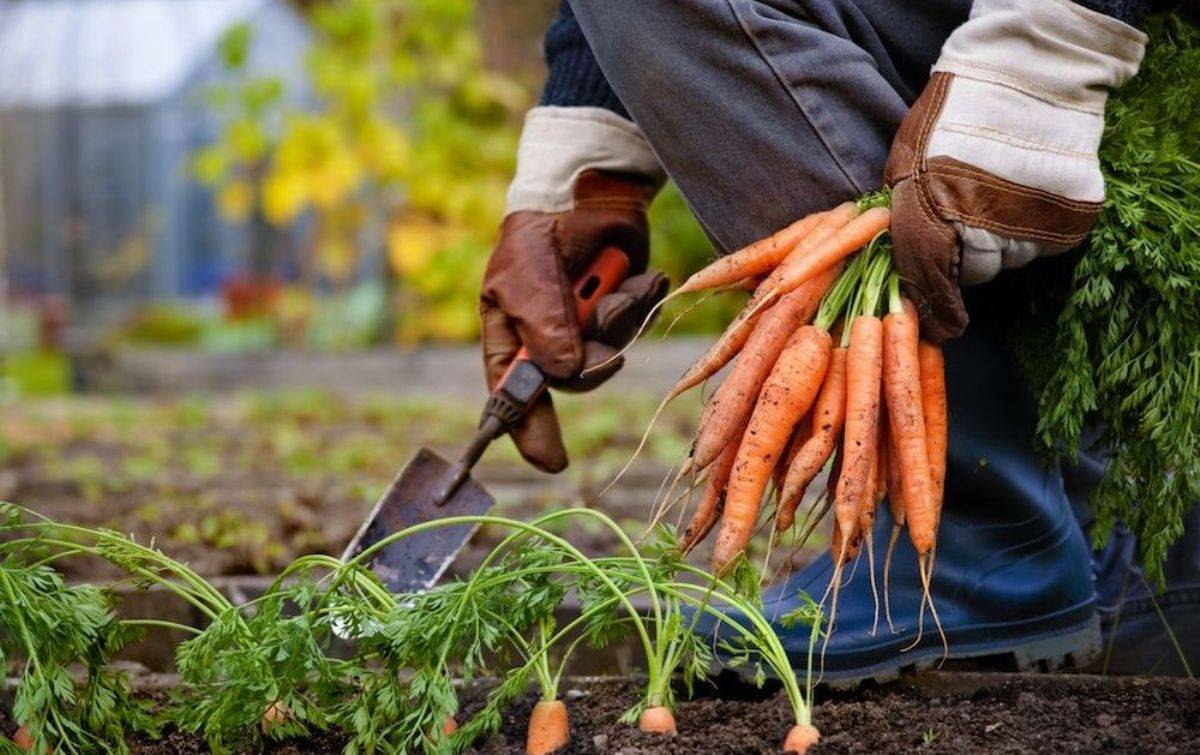 Уборка урожая моркови: когда и как выкапывать, убирать с грядки