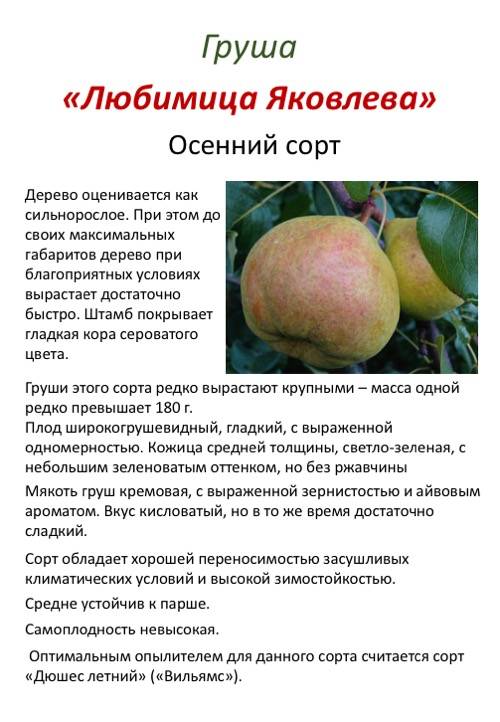 Осенняя яковлева груша: описание и характеристики сорта, особенности его выращивания, преимущества и недостатки, отзывы