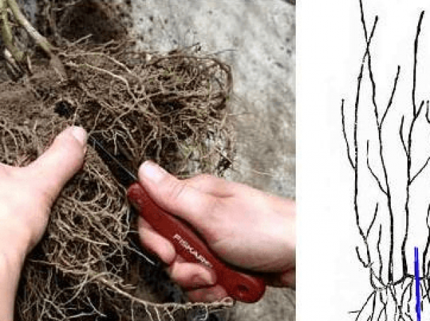 Лапчатка: посадка и уход в открытом грунте, выращивание из семян