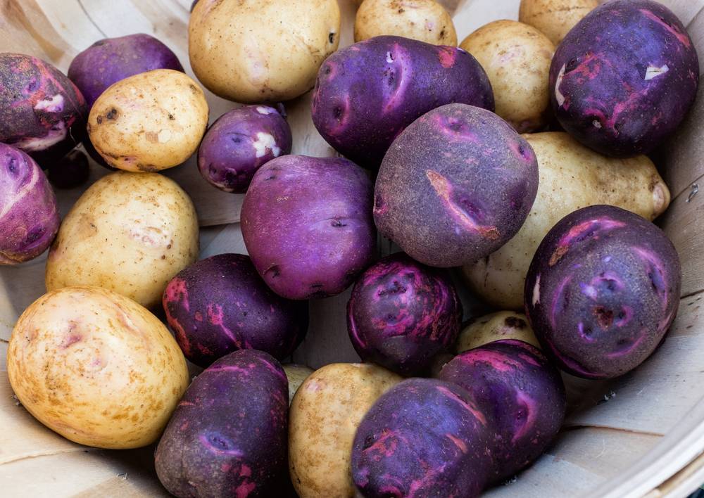 Фиолетовый картофель: описание сортов :: syl.ru