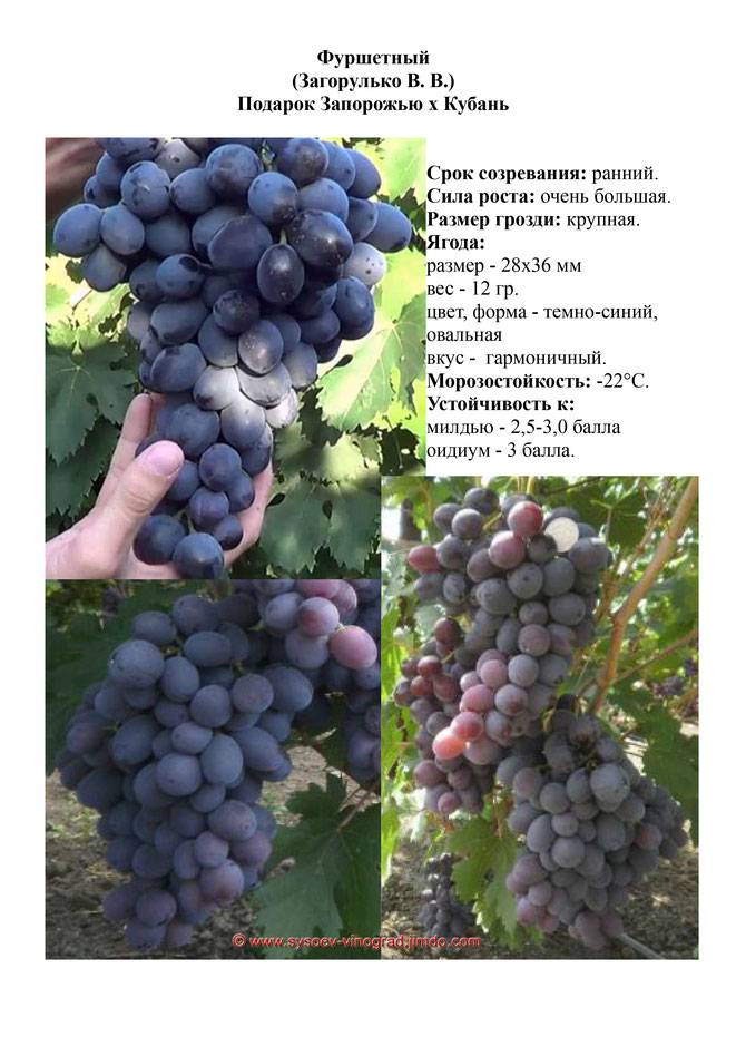 Характеристика сорта винограда «забава»: описание, фото и отзывы о нём