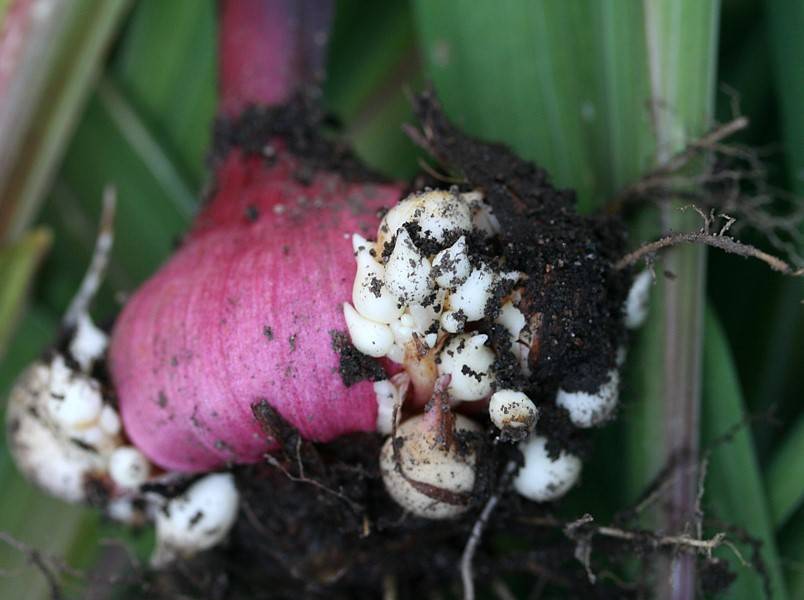 Как вырастить крупные луковицы гладиолусов из деток | садоводство и огородничество