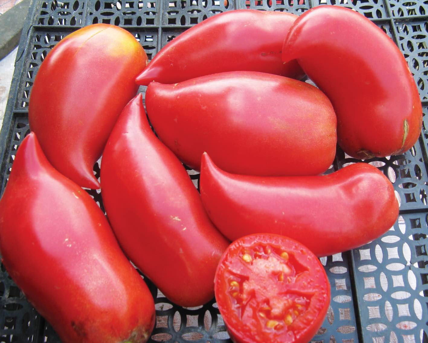 Красивый сорт — томат корейский длинноплодный: описание помидоров и характеристики