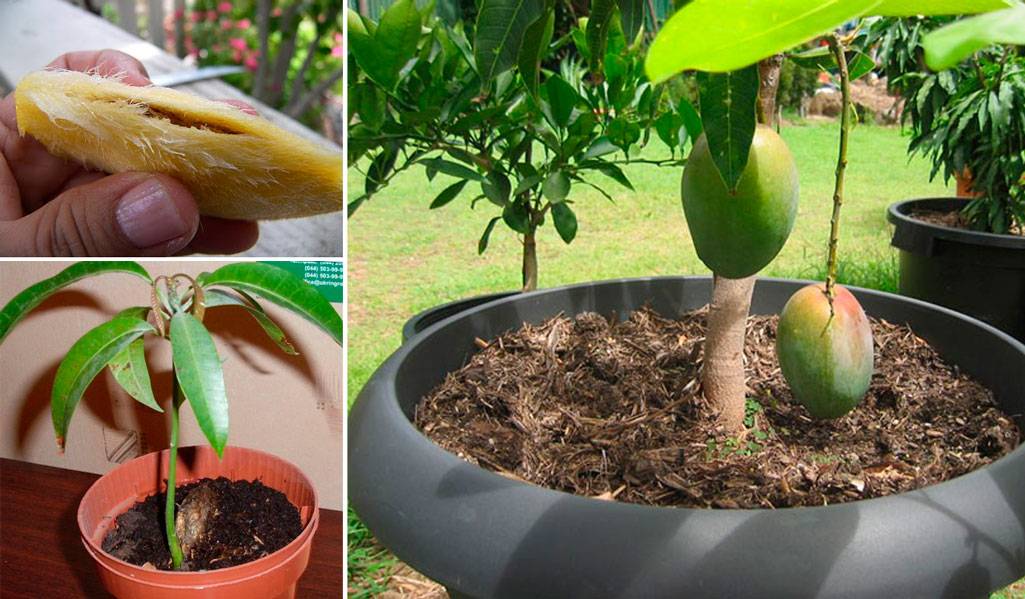 Правила и способы выращивания манго из косточки в домашних условиях